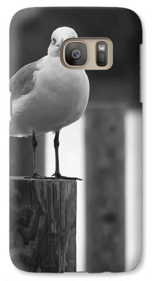 Seagull Galaxy S7 Case featuring the photograph Stare Down by Tom DiFrancesca