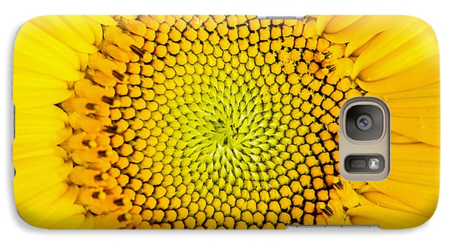 Background Galaxy S7 Case featuring the photograph Sunflower by Edward Fielding
