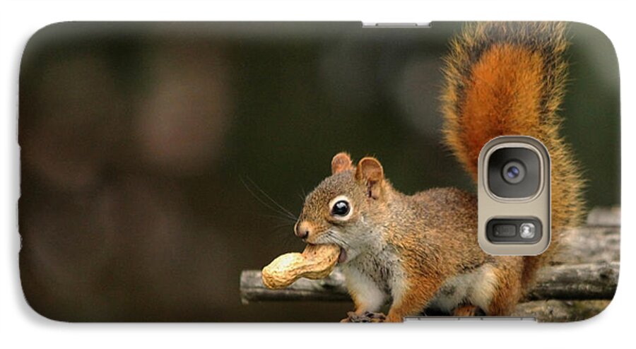 Rodents Galaxy S7 Case featuring the photograph Surprised Red Squirrel With Nut Portrait by Debbie Oppermann