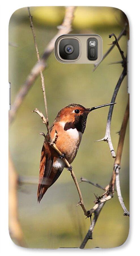 Allen's Hummingbird Galaxy S7 Case featuring the photograph Surrounded by Thorns by Amy Gallagher