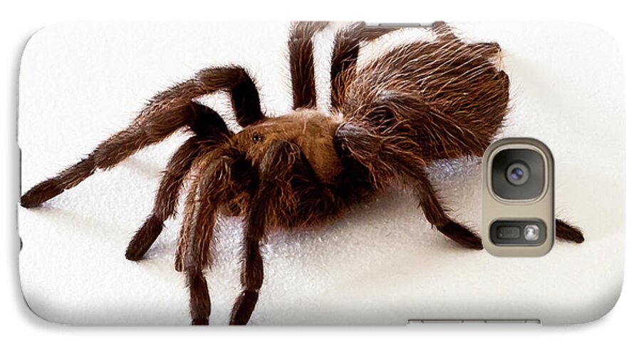 Close Up Galaxy S7 Case featuring the photograph Tarantula by Lawrence Burry
