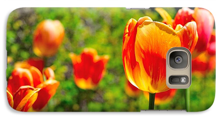 Tulips Galaxy S7 Case featuring the photograph Tulips by Joe Ng