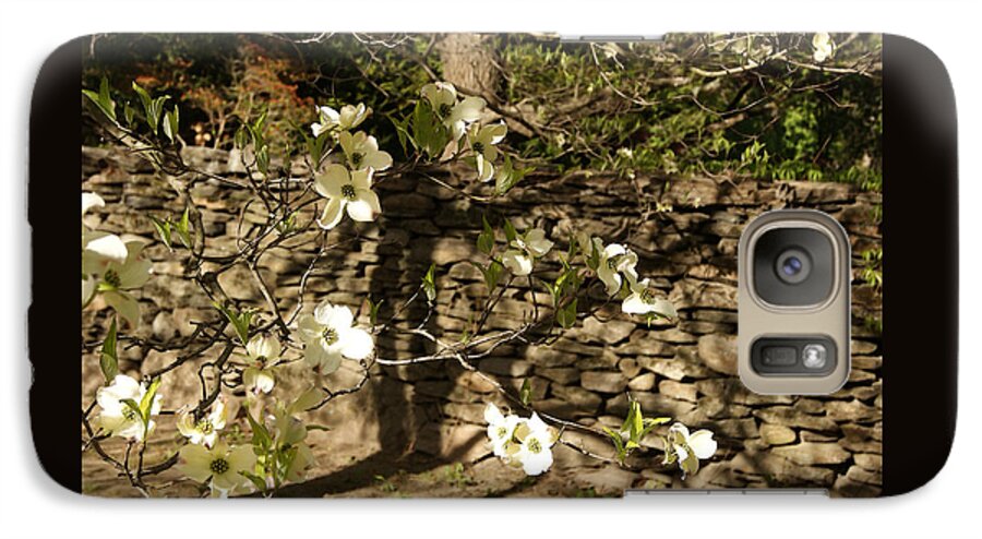 Dogwood Tree Galaxy S7 Case featuring the photograph White Dogwood at the Stone Wall by Margie Avellino