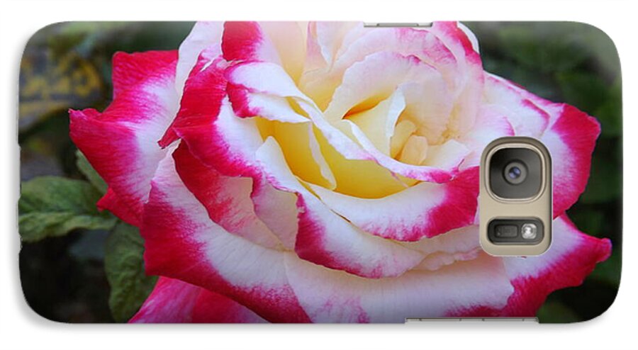 Flower Galaxy S7 Case featuring the photograph White rose with pink Texture Hybrid by Lingfai Leung