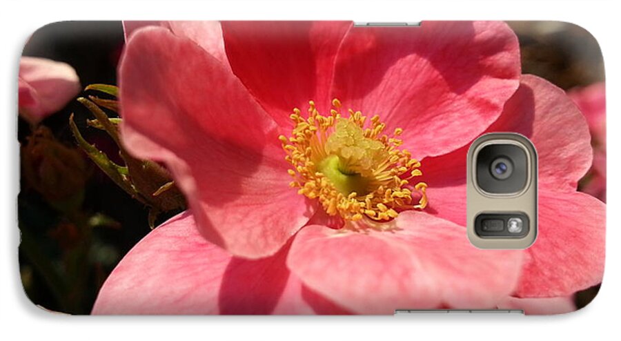 Salmon Galaxy S7 Case featuring the photograph Wild Rose by Caryl J Bohn
