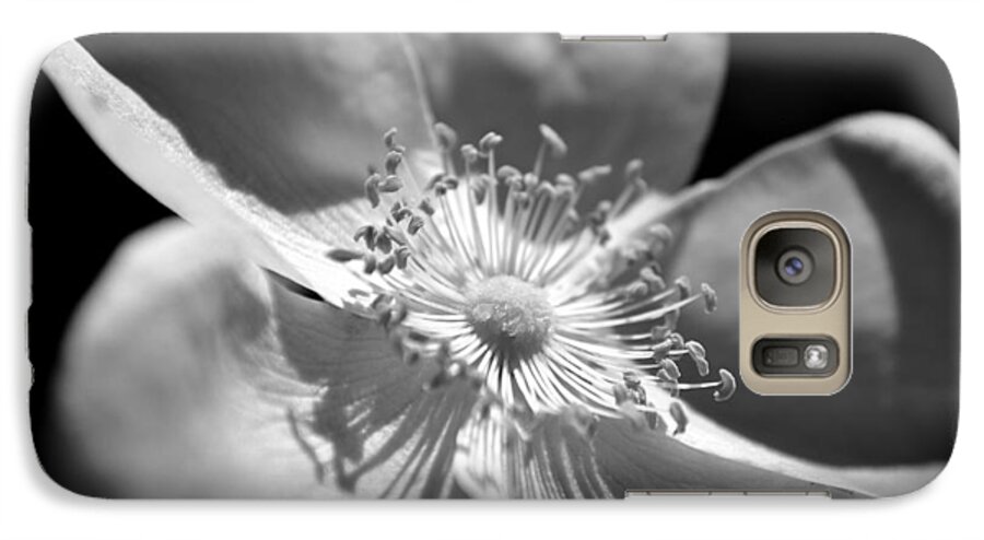 Roses Galaxy S7 Case featuring the photograph Wild Rose by Kelly Nowak