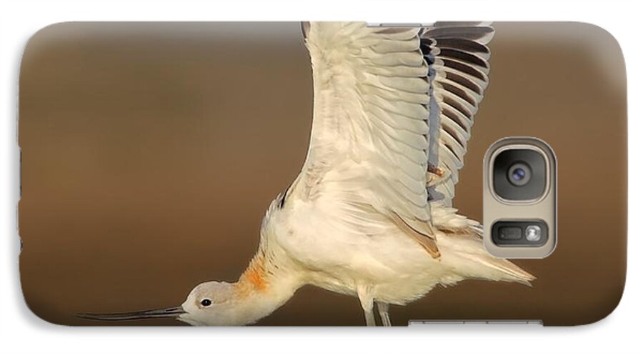 American Avocet Galaxy S7 Case featuring the photograph Wing Stretch by Daniel Behm