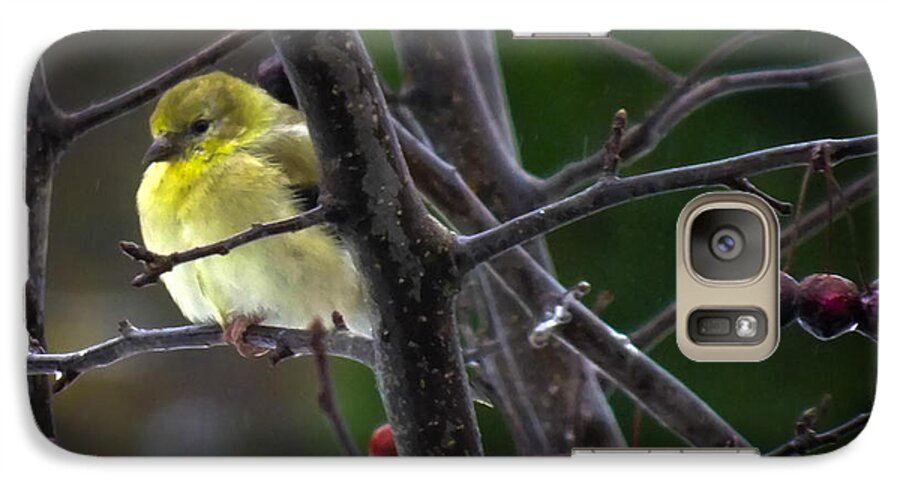 Yellow Finch Galaxy S7 Case featuring the photograph Yellow Finch by Karen Wiles