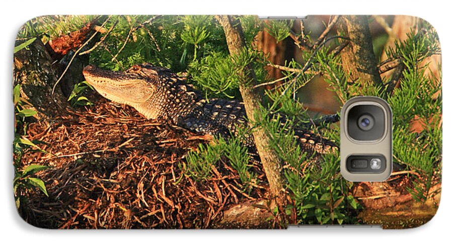 Alligator Photography Galaxy S7 Case featuring the photograph Alligator on Nest by Luana K Perez