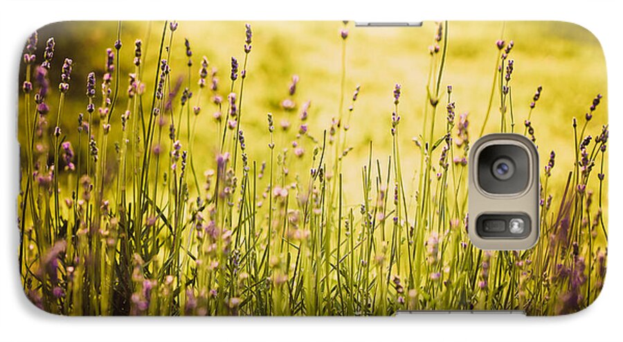 Lavender Flower Galaxy S7 Case featuring the photograph Lavender Gold by Sara Frank