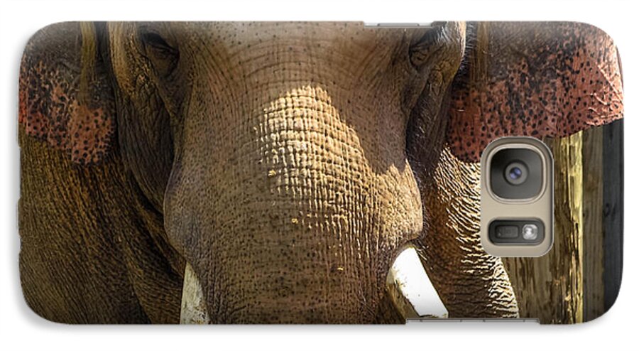Africa Galaxy S7 Case featuring the photograph Asian Elephant #2 by Brian Stevens