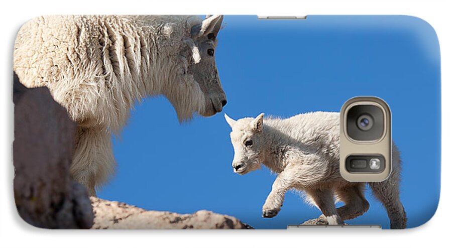 Mountain Goats; Baby; First Steps; Stepping; Encouragement; Nature; Goat; Stepping Out; Baby Goat; Mountain Goat Baby; Happy; Joy; Nature; Brothers Galaxy S7 Case featuring the photograph Baby Steps by Jim Garrison