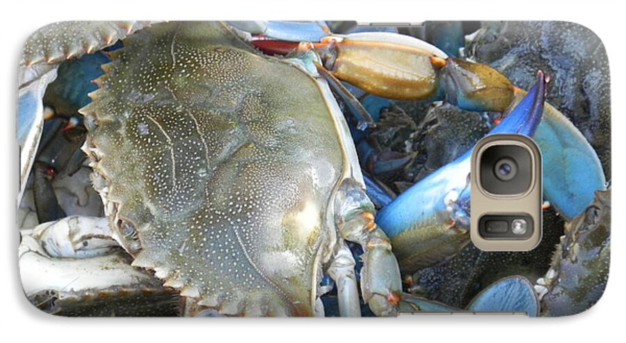 Crabs Galaxy S7 Case featuring the photograph Beaufort Blue Crabs by Patricia Greer