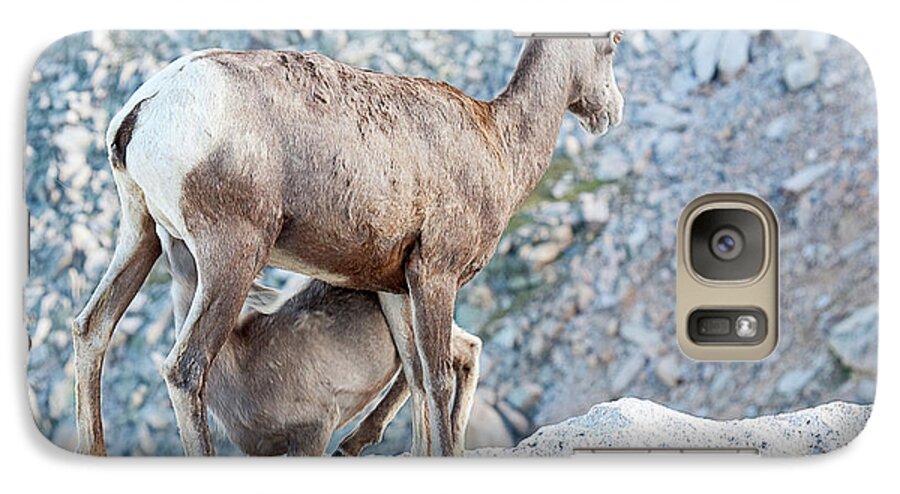 Bighorn Sheep Galaxy S7 Case featuring the photograph Dining at the Hard Rock Cafe by Jim Garrison