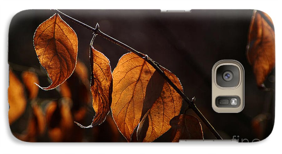 Fall Dry Leaves Light Silhouette Color Brown Yellow Veins Galaxy S7 Case featuring the photograph Golden Leaves by Vilas Malankar