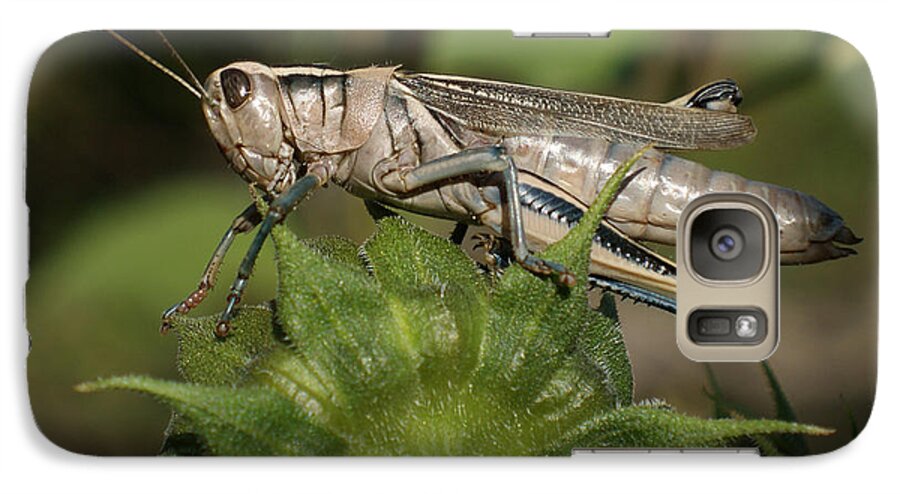 Grasshopper Galaxy S7 Case featuring the photograph Grasshopper by Ernest Echols