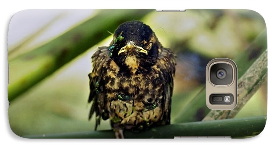 Juvenile American Robin Galaxy S7 Case featuring the photograph I Hate My Life - American Robin by James Ahn