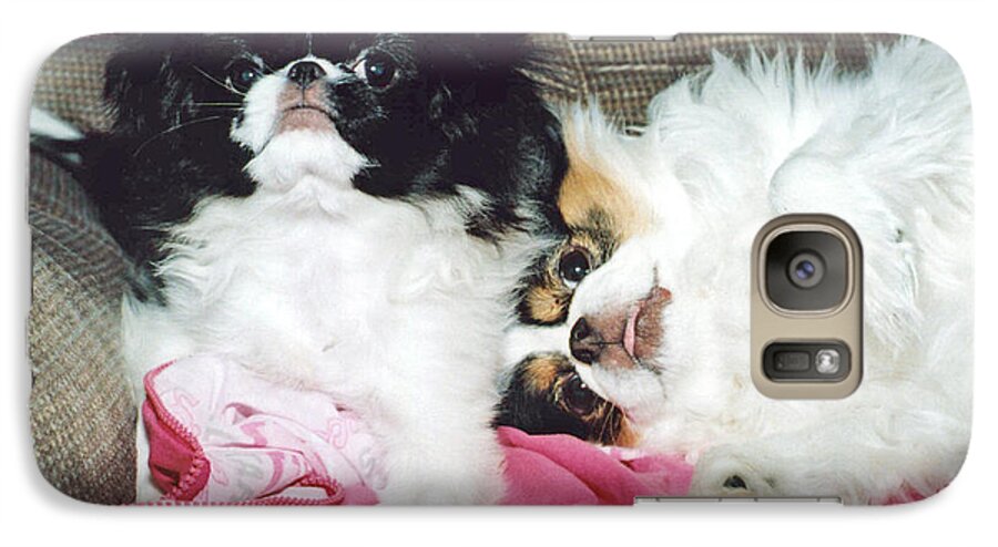 Japanese Chins Galaxy S7 Case featuring the photograph Japanese Chin Dogs Begging for Treats by Jim Fitzpatrick