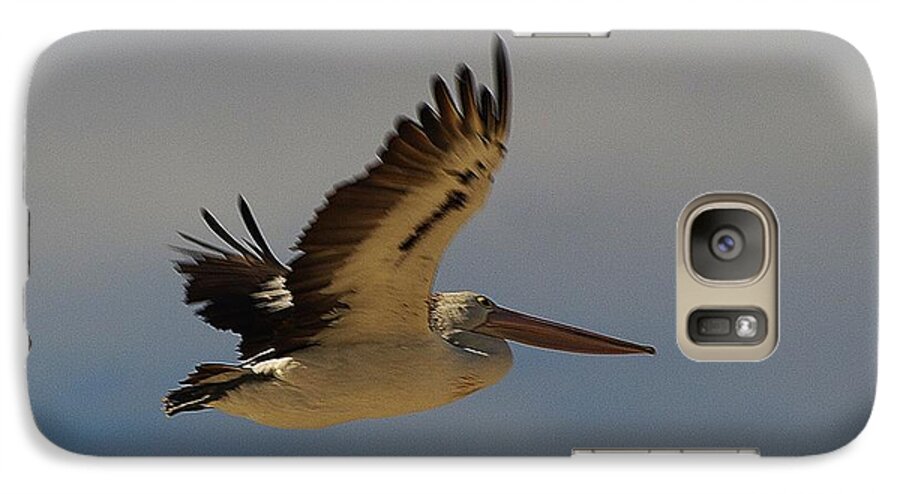 Australia Galaxy S7 Case featuring the photograph Pelican in flight 5 by Blair Stuart