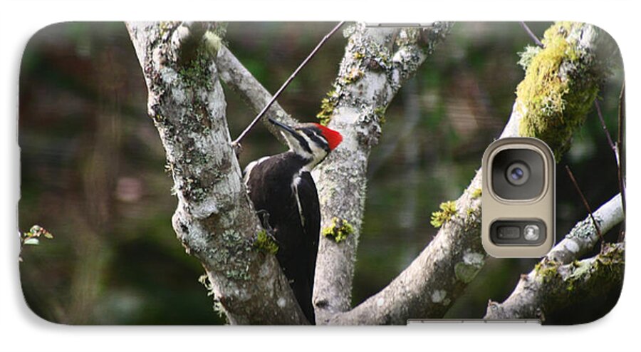 Pileated Woodpecker Galaxy S7 Case featuring the photograph Pileated Woodpecker in Cherry Tree by Kym Backland