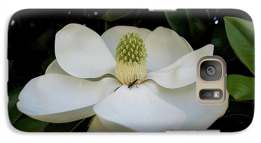 Magnolia Galaxy S7 Case featuring the photograph Sweet Magnolia by Paul Mashburn