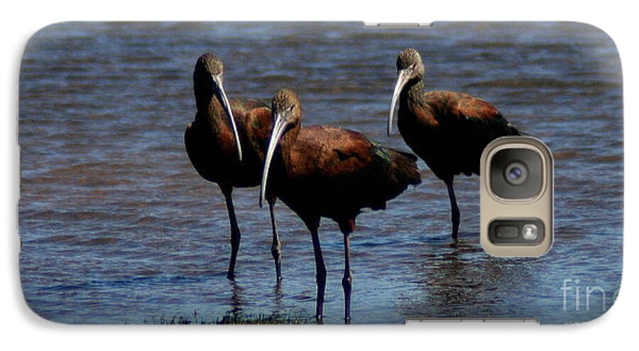 Wading Galaxy S7 Case featuring the photograph Waiding Ibis by Mitch Shindelbower
