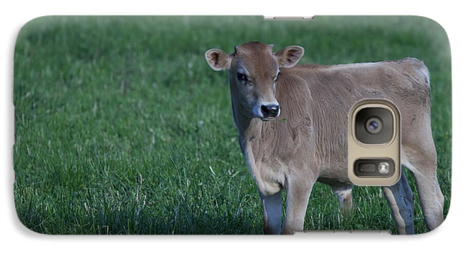 Cow Galaxy S7 Case featuring the photograph Young Moo by John Crothers