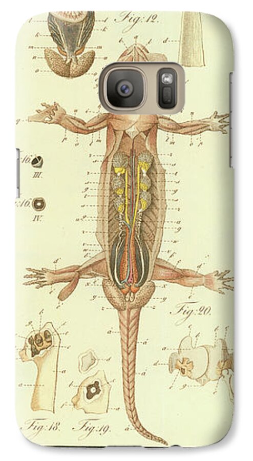 Salamander Galaxy S7 Case featuring the drawing Fire Salamander Anatomy #2 by Christian Leopold Mueller