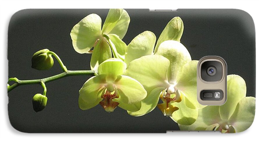 Yellow Galaxy S7 Case featuring the photograph Green Orchid #1 by Alfred Ng
