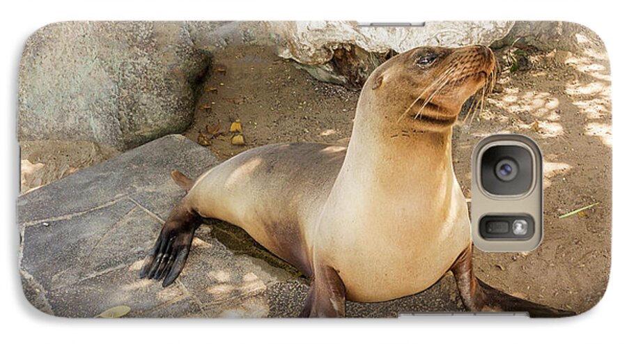 Seal Galaxy S7 Case featuring the photograph Sea Lion on the beach, Galapagos Islands #1 by Marek Poplawski