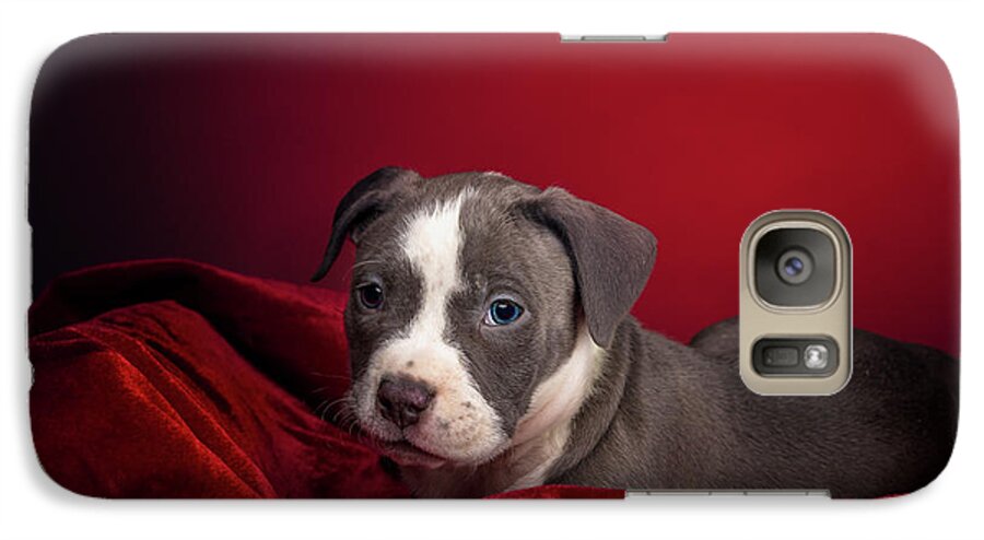 Adorable Galaxy S7 Case featuring the photograph American Pitbull Puppy #2 by Peter Lakomy
