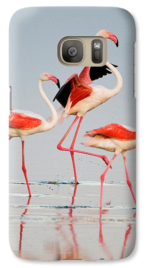 Photography Galaxy S7 Case featuring the photograph Greater Flamingos Phoenicopterus Roseus #2 by Panoramic Images