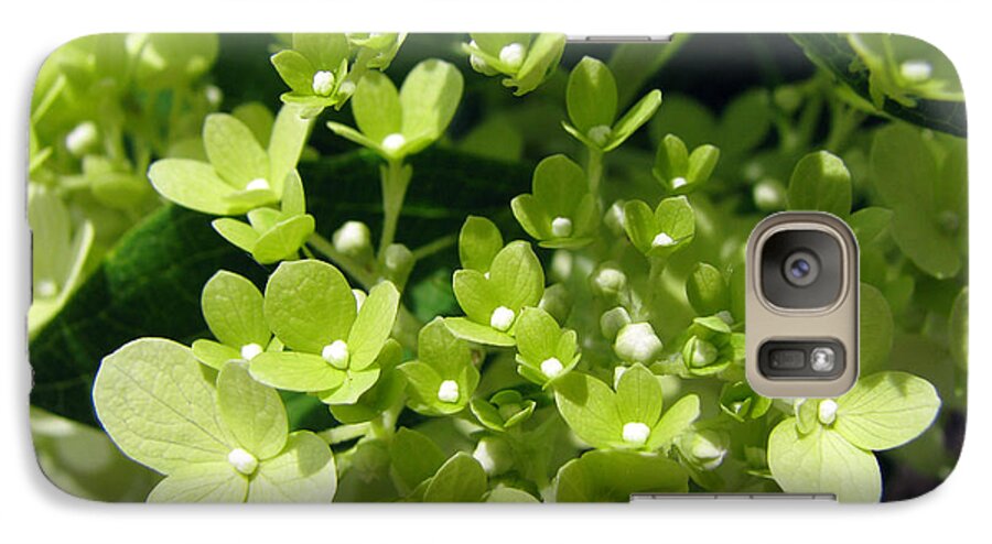 Hydrangea Galaxy S7 Case featuring the photograph Hydrangea #2 by Amanda Barcon