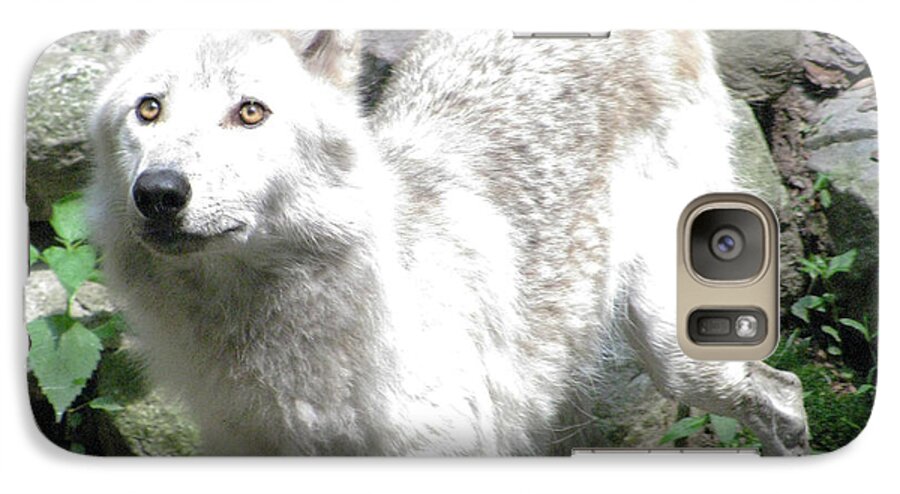Wolf Jumping Off The Rock In The Water Galaxy S7 Case featuring the photograph The Wild Wolve Group A #22 by Debra   Vatalaro