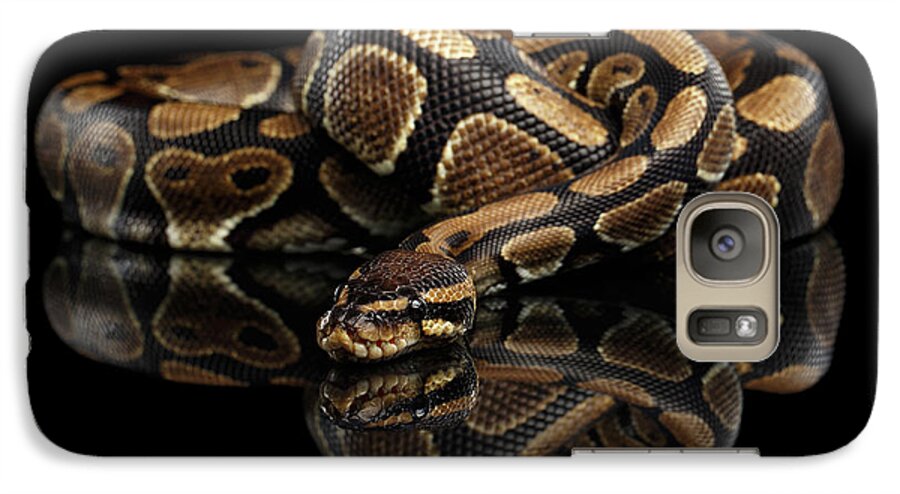 Snake Galaxy S7 Case featuring the photograph Ball or Royal python Snake on Isolated black background #4 by Sergey Taran