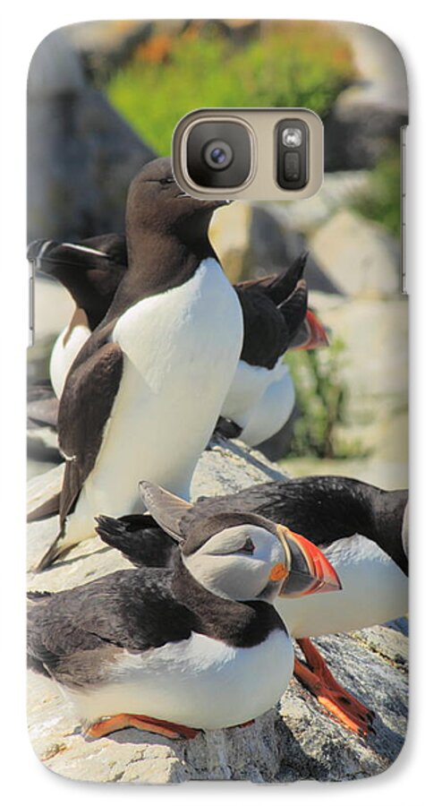 Wildlife Galaxy S7 Case featuring the photograph Atlantic Puffins and Razorbill by John Burk