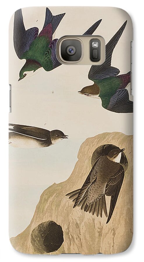 Bank Swallow Galaxy S7 Case featuring the painting Bank Swallows by John James Audubon