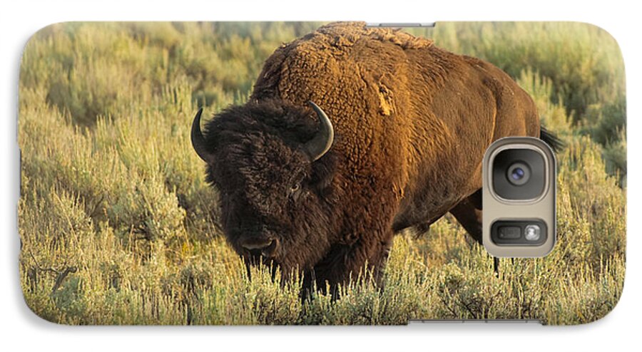 American Bison Galaxy S7 Case featuring the photograph Bison by Sebastian Musial