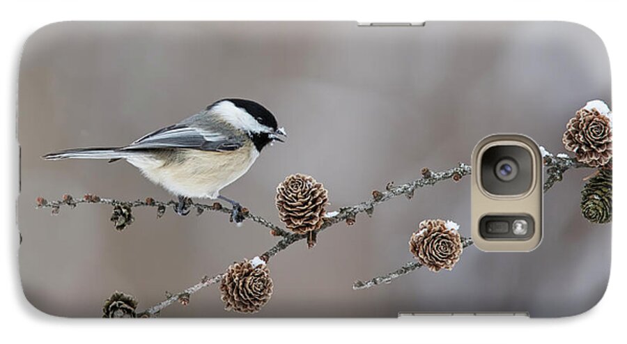 Black-capped Galaxy S7 Case featuring the photograph Black-capped Chickadee by Mircea Costina Photography