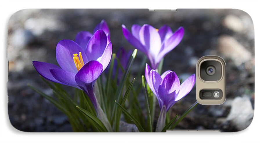 Flower Galaxy S7 Case featuring the photograph Blooming Crocus #3 by Jeff Severson