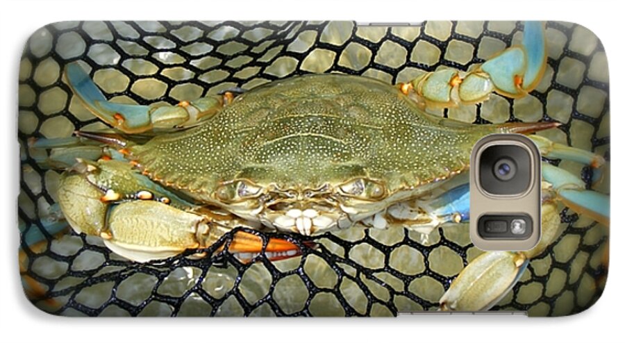 Blue Crab Galaxy S7 Case featuring the photograph Blue Crab by Kelly Nowak