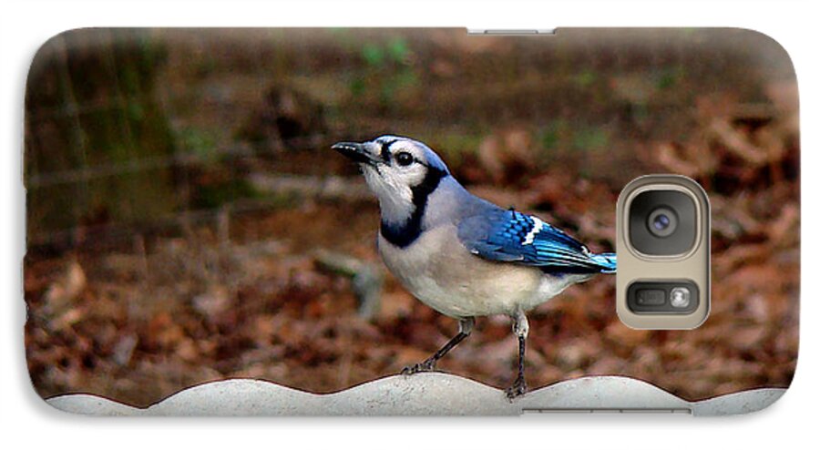 Bird Galaxy S7 Case featuring the photograph Blue Jay Strikes a Pose by Sue Melvin