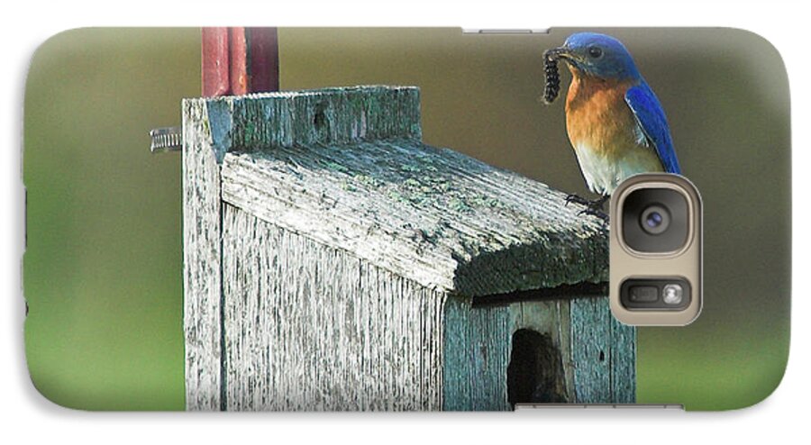 Bluebird Galaxy S7 Case featuring the photograph Bluebird by Steve Stuller