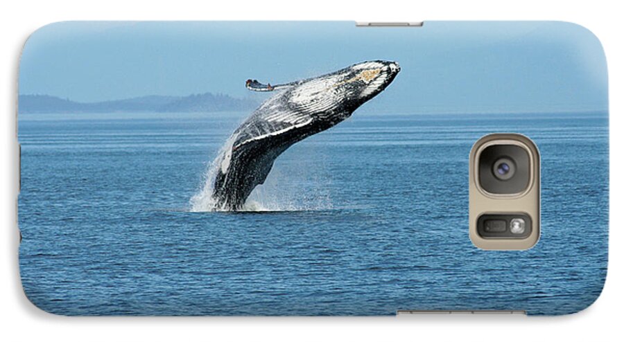 Alaska Galaxy S7 Case featuring the photograph Breaching humpback whales Happy-3 by Steve Darden