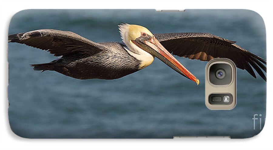 Brown Pelican Galaxy S7 Case featuring the photograph Brown Pelican Flying By by Max Allen