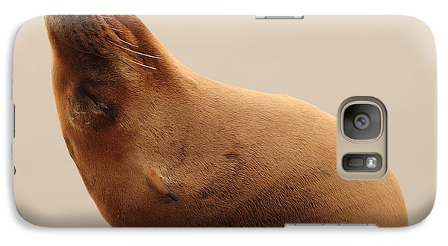 Sea Lion Galaxy S7 Case featuring the photograph California Sea Lion In Angle Of Repose by Max Allen
