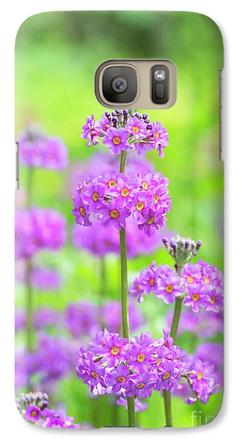 Primula Hybrids Harlow Carr Galaxy S7 Case featuring the photograph Candelabra Primula by Tim Gainey