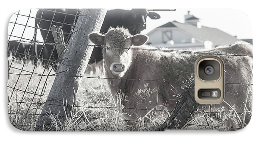 Cows Galaxy S7 Case featuring the photograph Country Living for these Cows by Toni Hopper