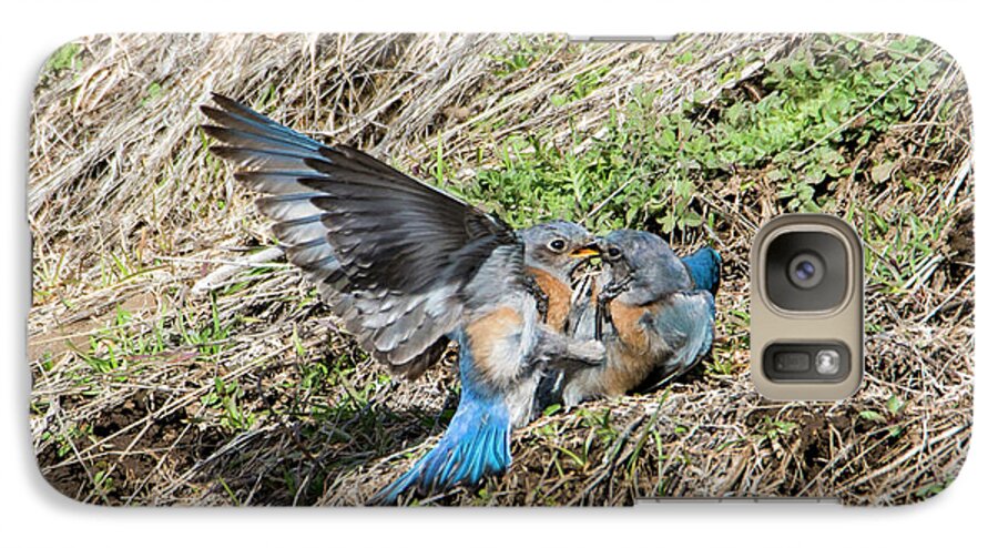 Western Bluebirds Galaxy S7 Case featuring the photograph Down for the Count by Michael Dawson