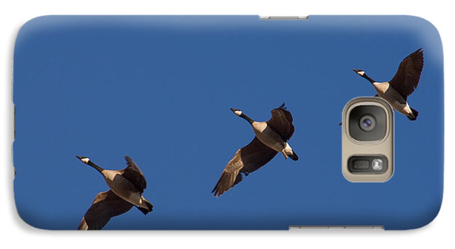 Canada Geese Galaxy S7 Case featuring the photograph Flying in Formation by Monte Stevens
